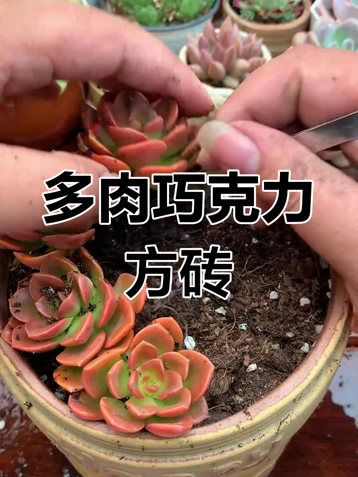 巧克力方砖多肉,简单又好看,养一盆超值!