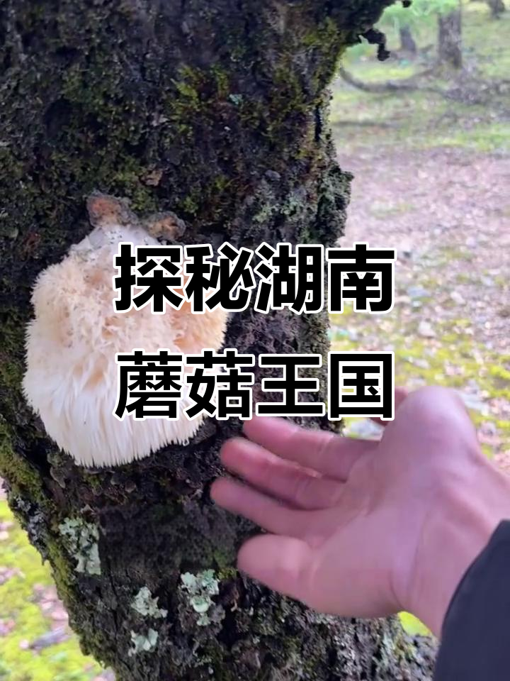 湖南蘑菇王国探险,野生动物出没!