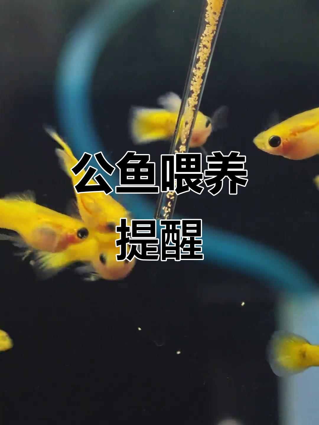 孔雀鱼公鱼别喂太饱,肚子大影响交配和健康