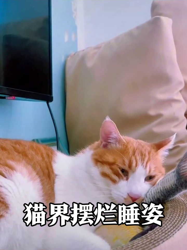 猫界睡姿大赏：橘白抱着鱼玩具梦里干饭