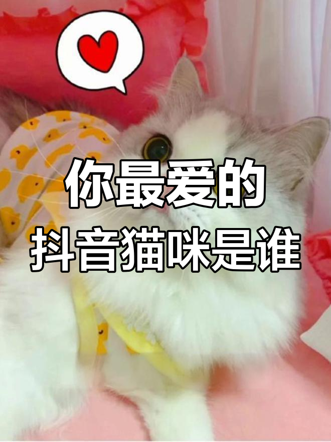 抖音网红猫大比拼,你最喜欢哪一只?