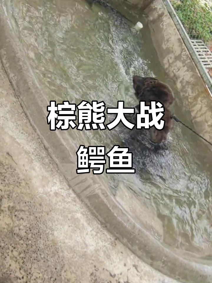 棕熊与鳄鱼激烈对决，谁胜？