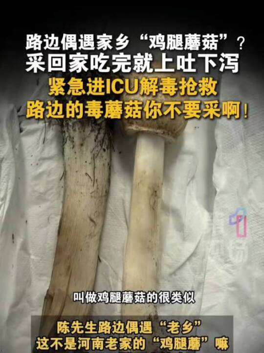 路边偶遇家乡“鸡腿蘑菇”?采回家吃完就上吐下泻紧急进ICU解毒抢救。路边的毒蘑菇你不要采啊