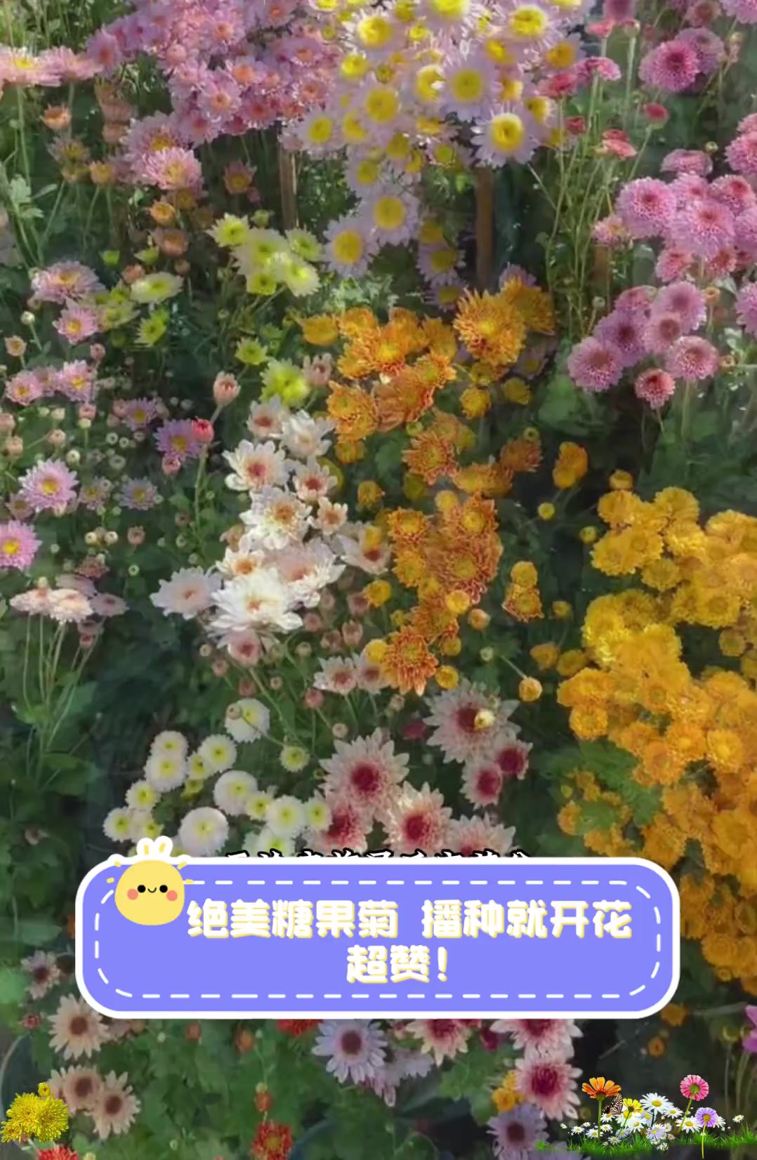 绝美糖果菊,播种就开花,超赞!