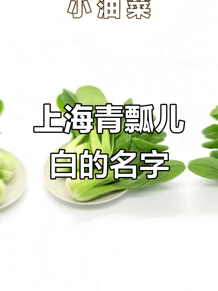 小油菜、小青菜,上海青瓢儿白到底叫什么?