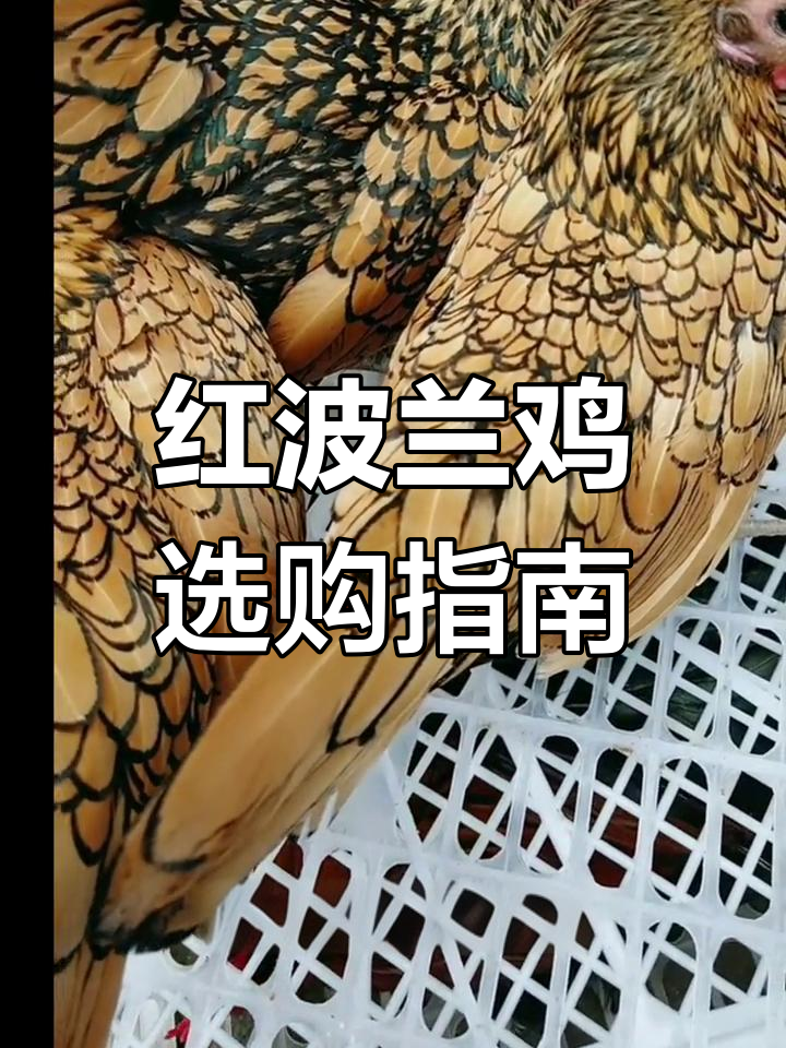 河北大哥挑选红波兰鸡,小体型高颜值观赏品种