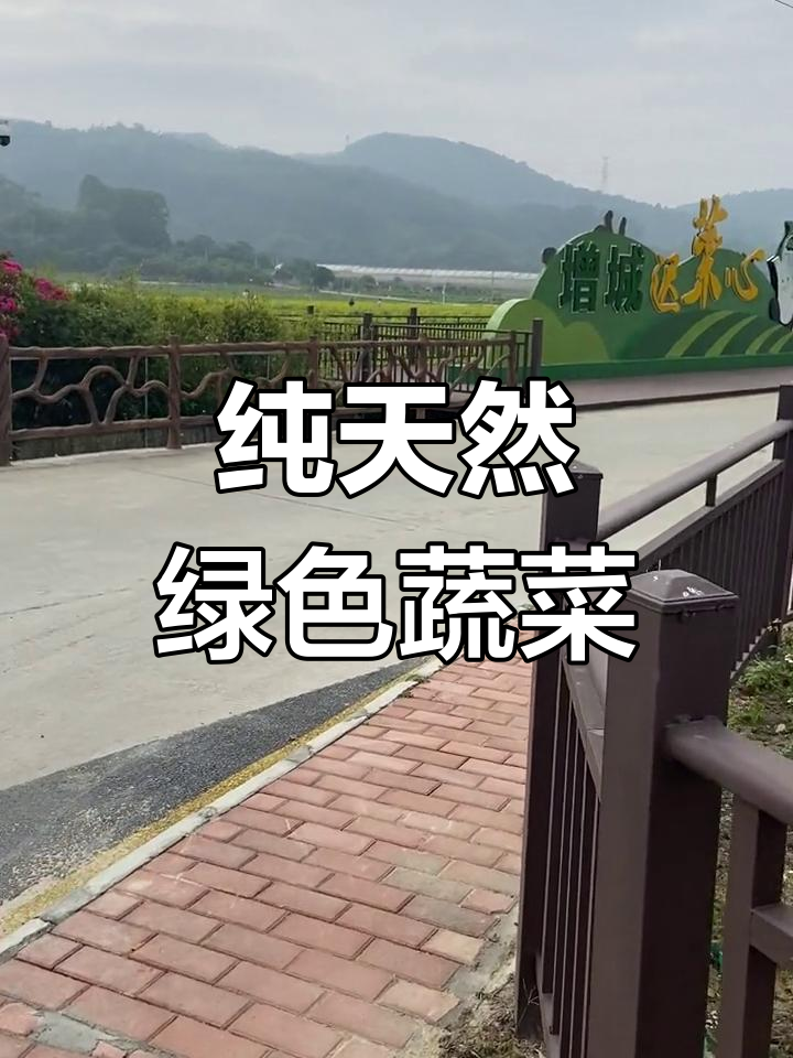增城天然菜心种植基地