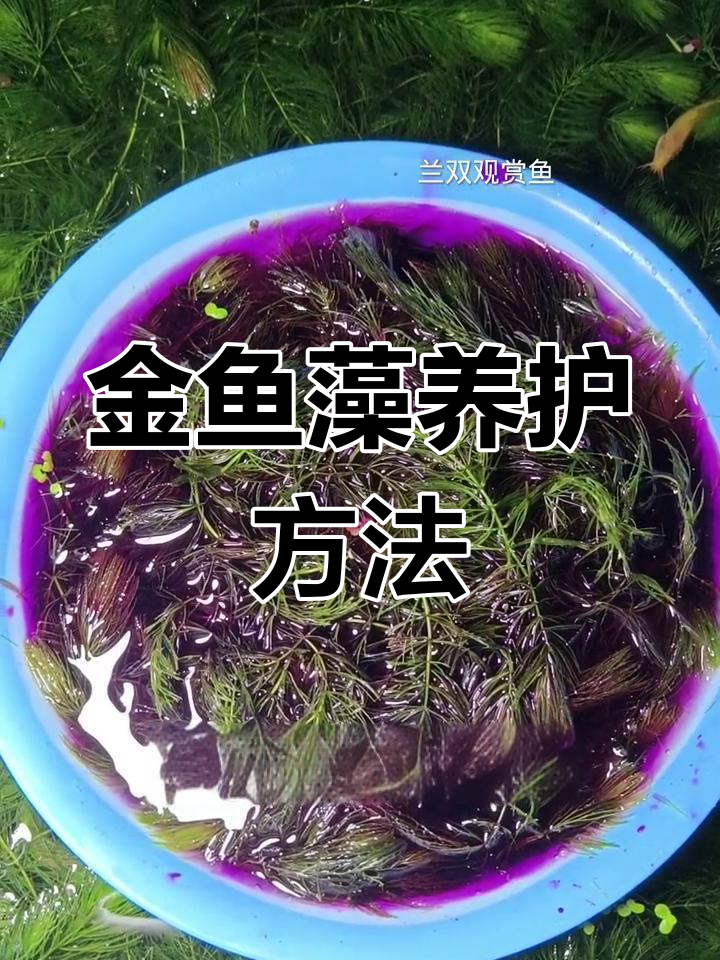金鱼藻培育技巧:如何让水草更翠绿,避免青苔和蚊虫滋生