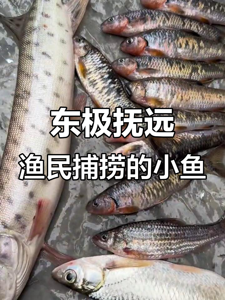 乌苏里江野生小鱼大揭秘,柳根鱼难得一见