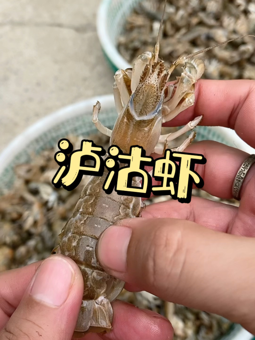 今天给大家完整介绍一下泸沽虾