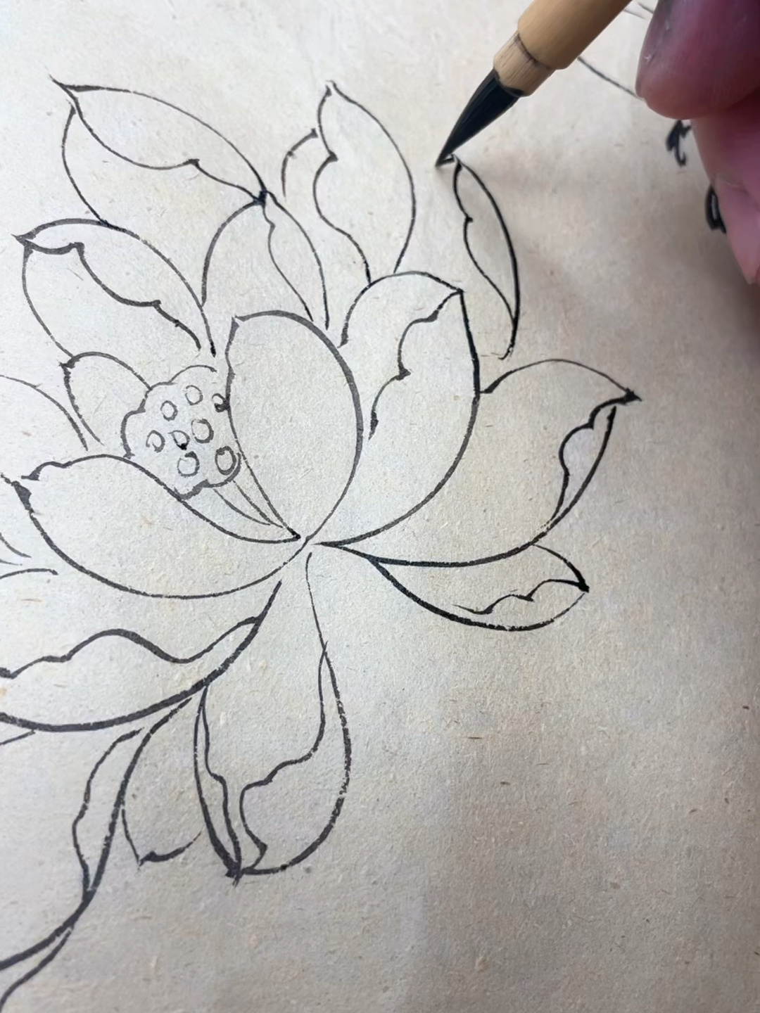 白描画荷花