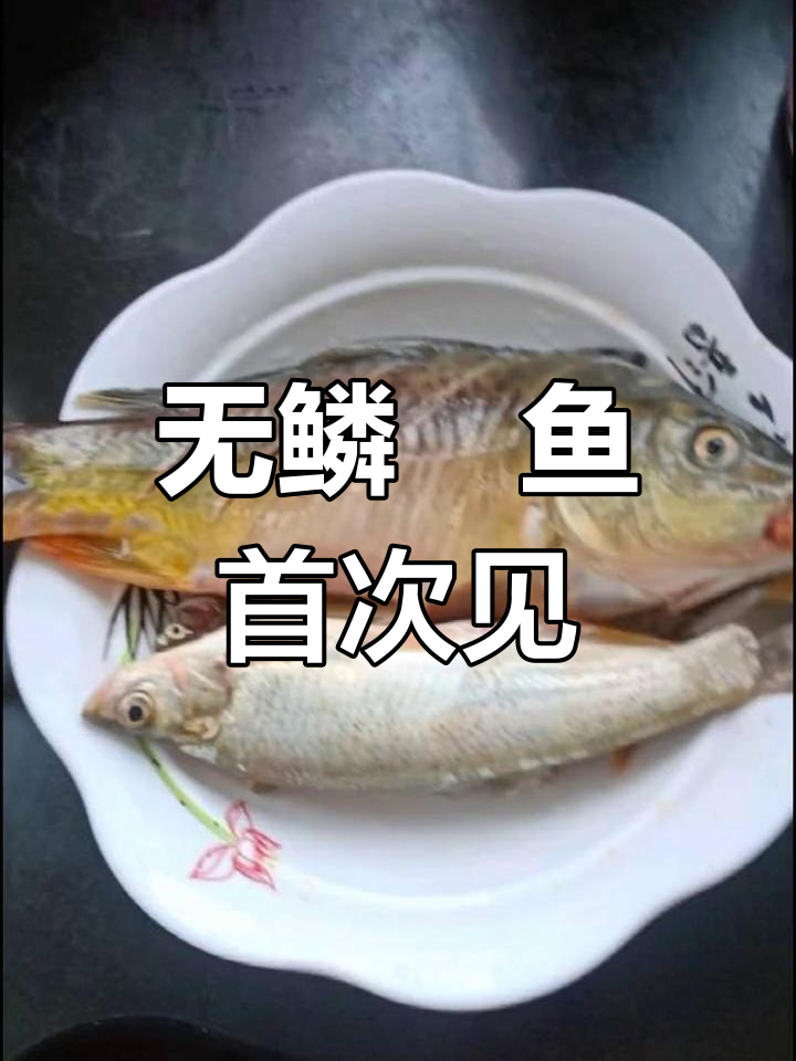 儿子钓到一条罕见无鳞鱚鱼,竟然像鲫鱼