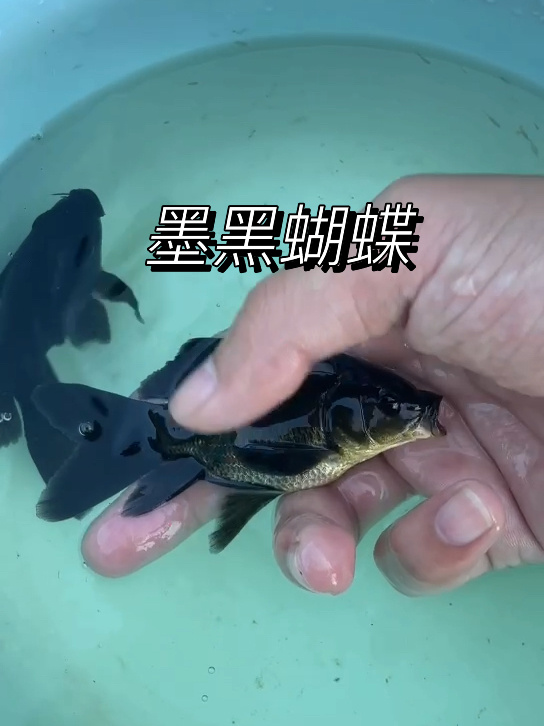 墨黑蝴蝶鲤水中王者