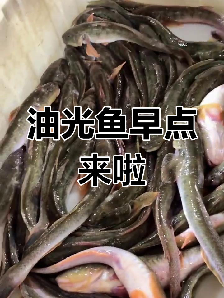 油光鱼炖豆腐,清蒸红烧任你选