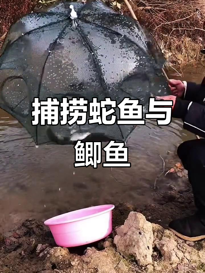2021年蛇鱼鲫鱼冰河冒险，收获满满一盆！