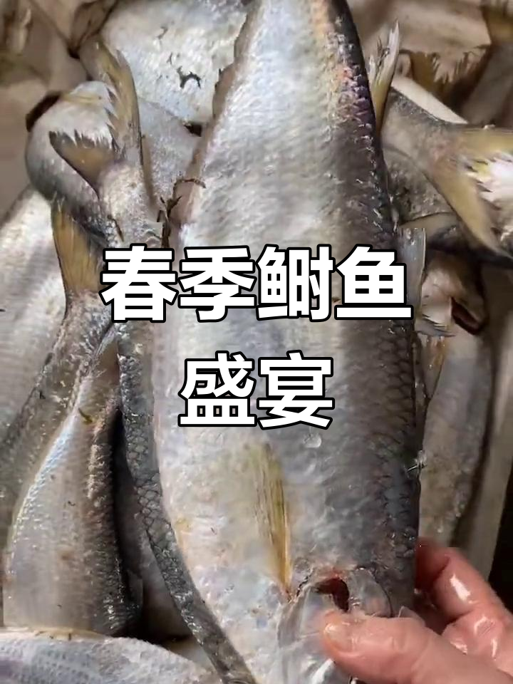 4月尝鲜!鲥鱼肉嫩刺软,清蒸美味价格亲民