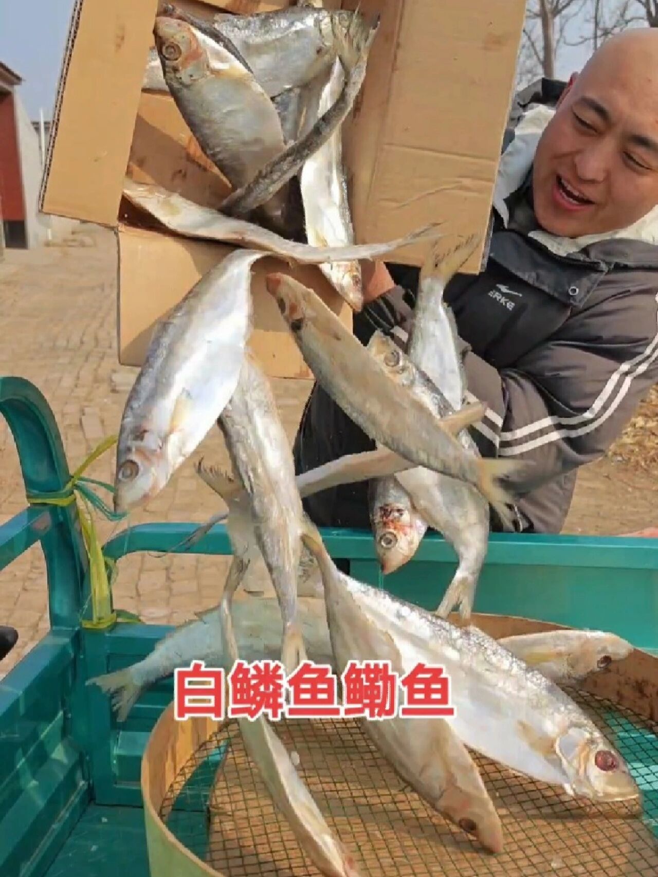 好吃下饭白鳞鱼