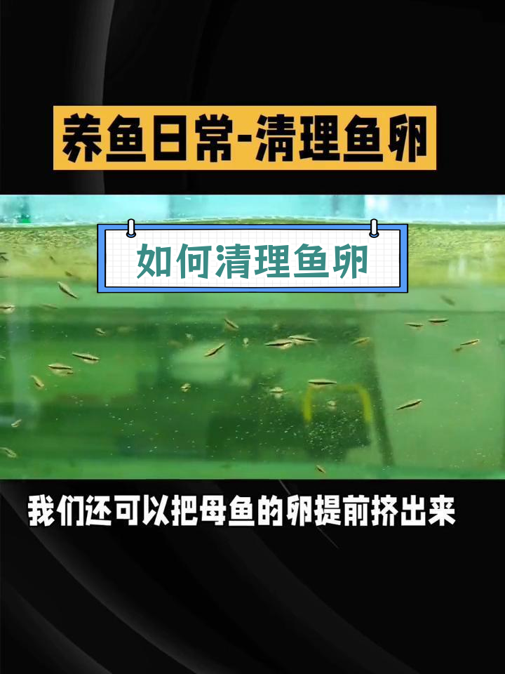 鱼缸水质变差,如何处理产卵问题