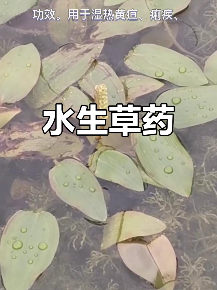 眼子菜,水生草本植物,全草入药