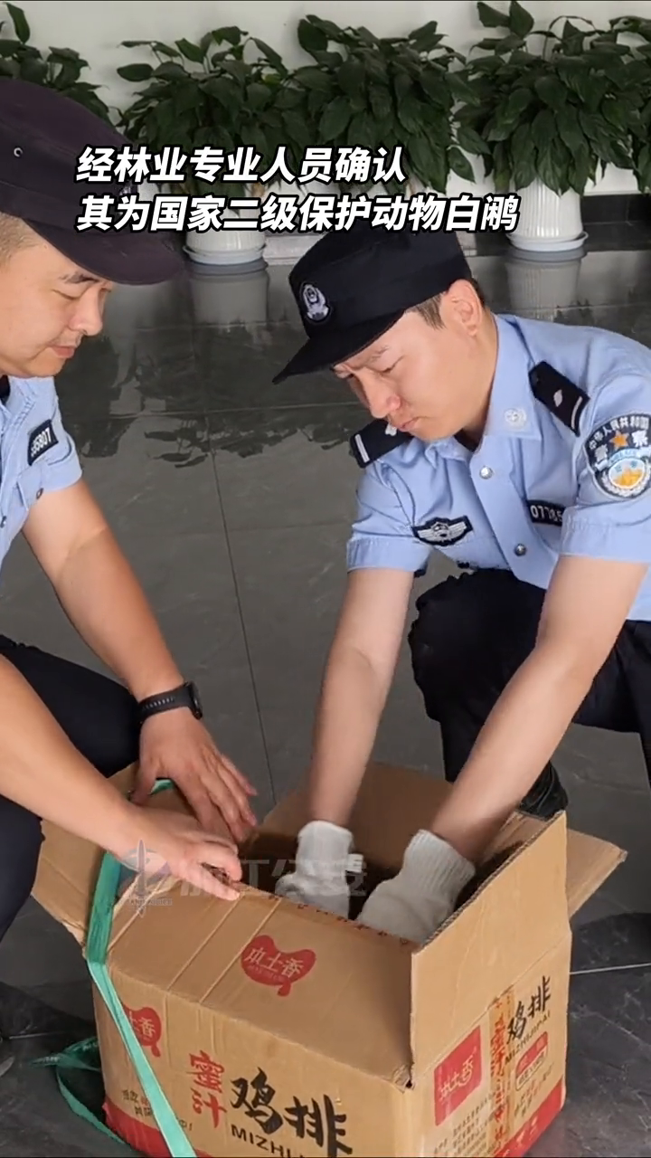 “山鸡”误闯工地?竟是国家二级保护动物!