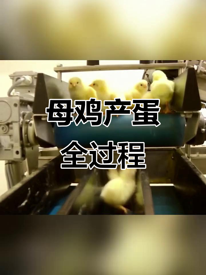 小鸡的一生:从出生到成为“蛋”工厂的秘密