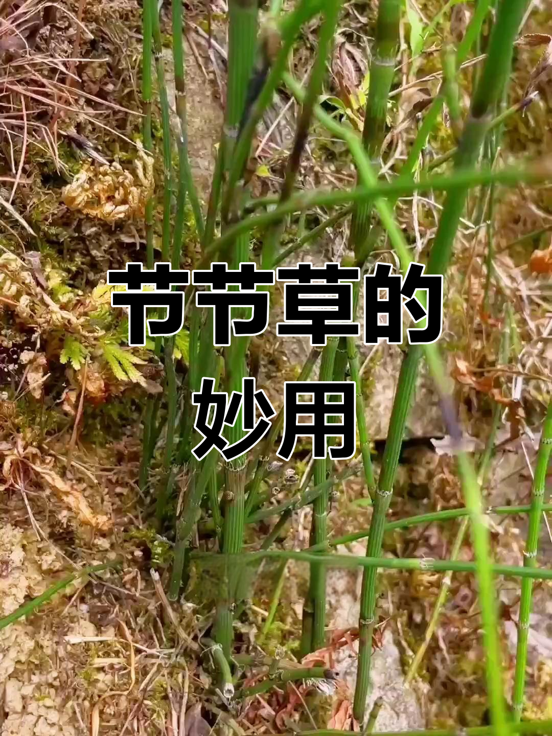 节节草煮水喝,竟有这么多神奇作用!