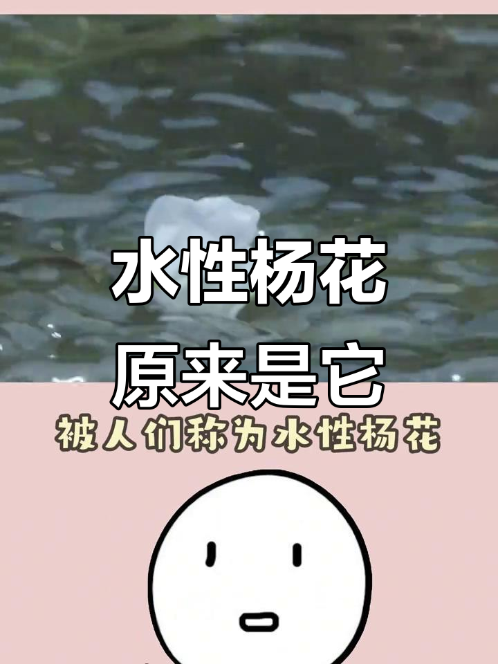 泸沽湖的神秘水性杨花,竟是海菜花的别名!