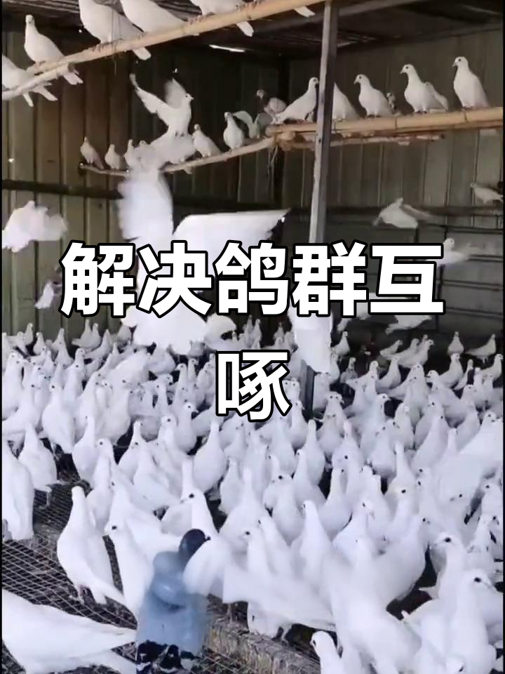 鸽子自啄与脱毛问题解决方案
