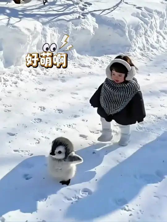 喂喂喂。那个鹅,你够了,够萌了.别得瑟了 雪地里偶遇小企鹅宝宝,我感觉它入侵了我的大脑,把