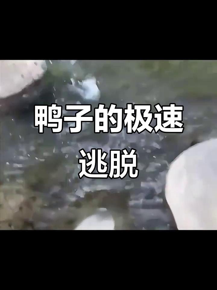 鸭子速度堪比涡轮增压,逃跑姿势太像动画了
