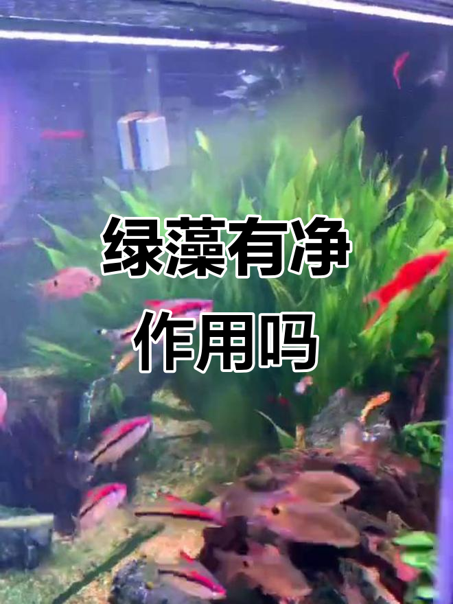 鱼缸绿藻能净化水质?擦掉就好,无需换水