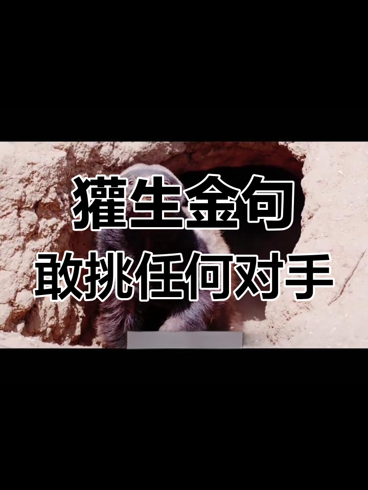 獾哥生死看淡,不服就干!挑战狮子、鳄鱼、毒蛇无所畏惧