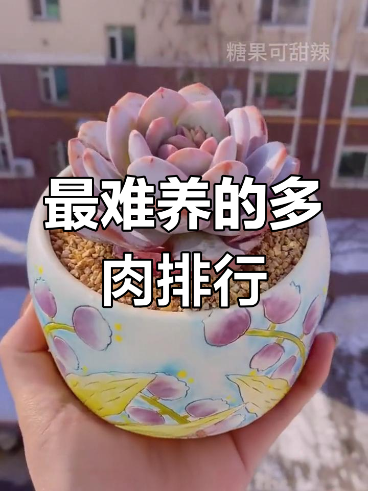 盘点最难养的7种多肉,夏季最易死亡