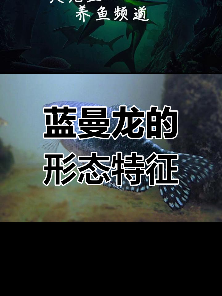 蓝曼龙鱼:印度尼西亚的美丽鱼类