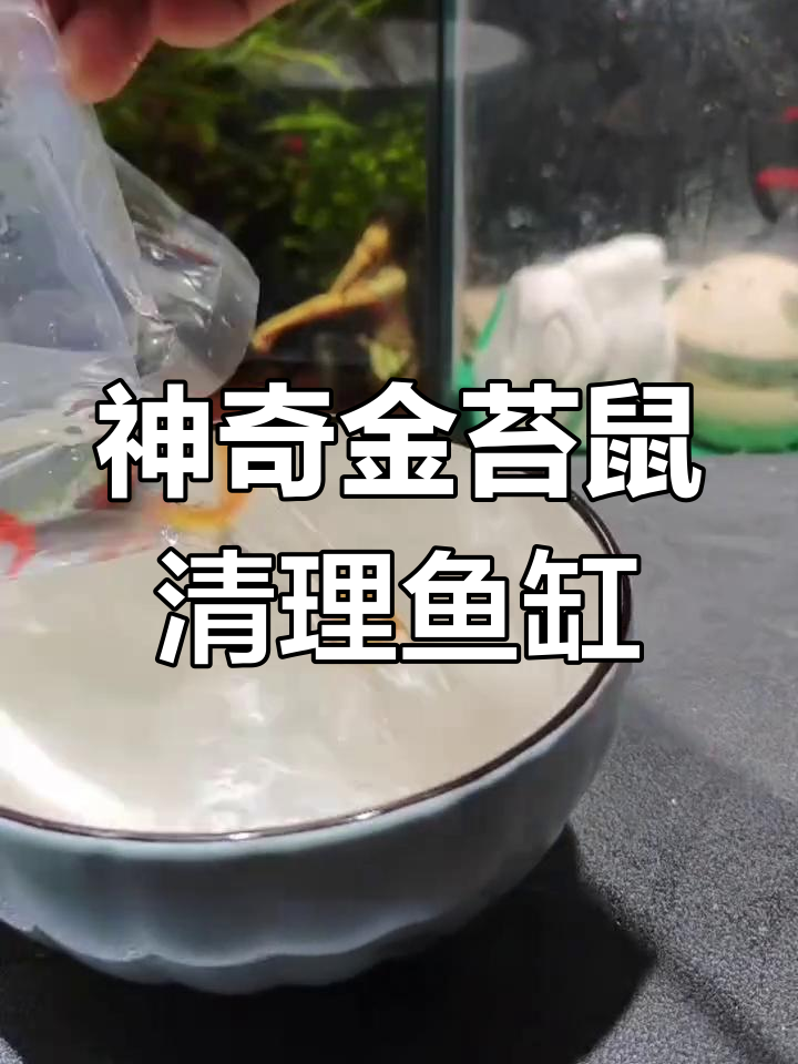 金苔鼠鱼:鱼缸清洁小能手,轻松搞定藻类问题