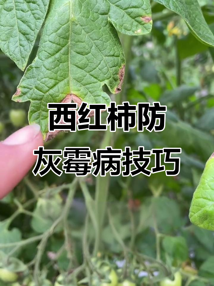 番茄灰霉病防治全攻略,轻松搞定!