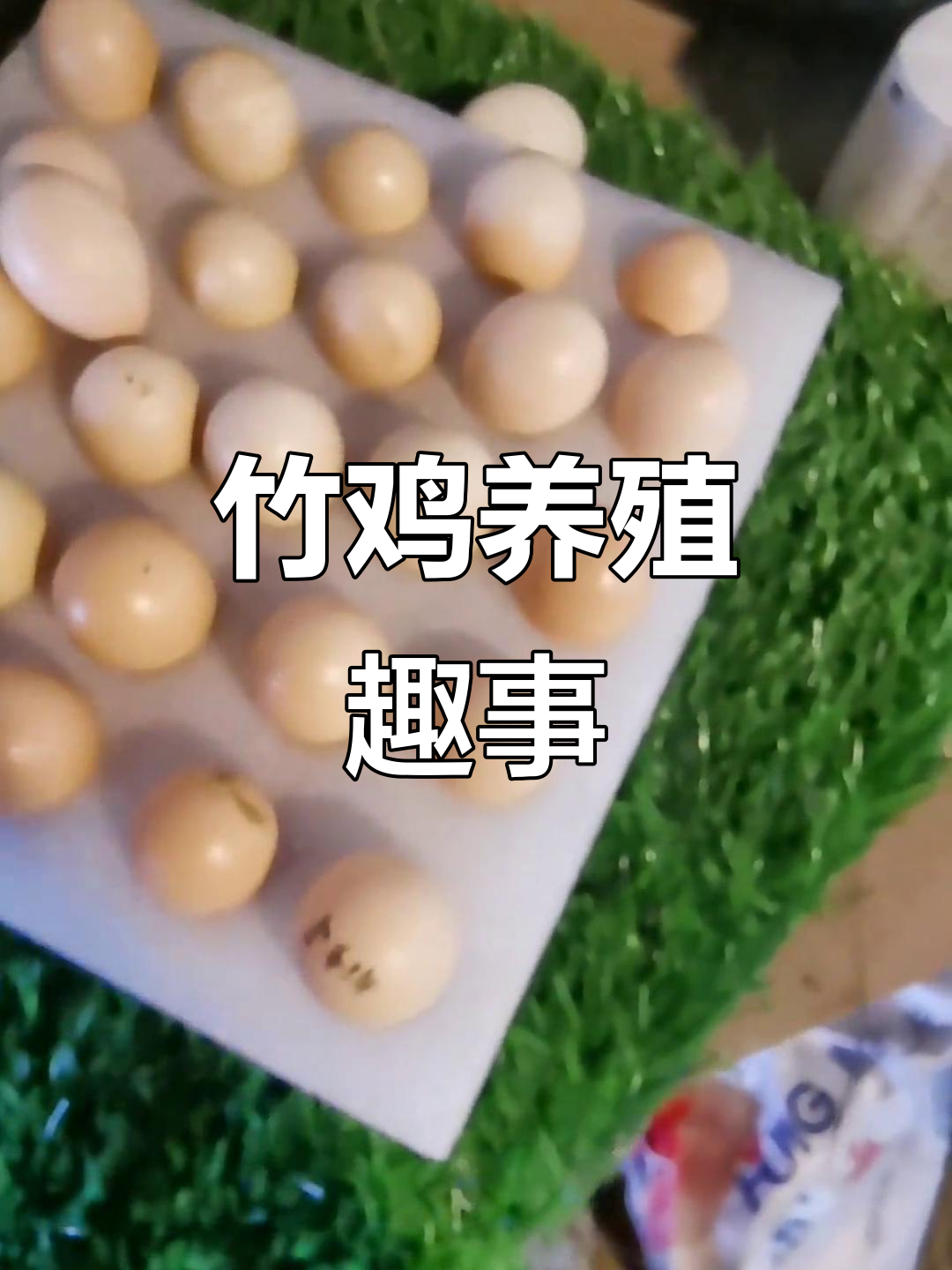 钰梦竹鸡养殖日常:捡蛋、喂食与孵苗全过程