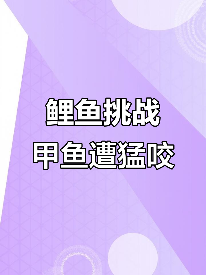 鲤鱼挑衅甲鱼，结果被猛咬嘴巴逃生无望！