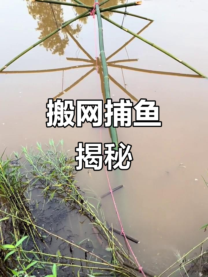 风浪越大,鱼越贵?搬网捕鱼的秘密