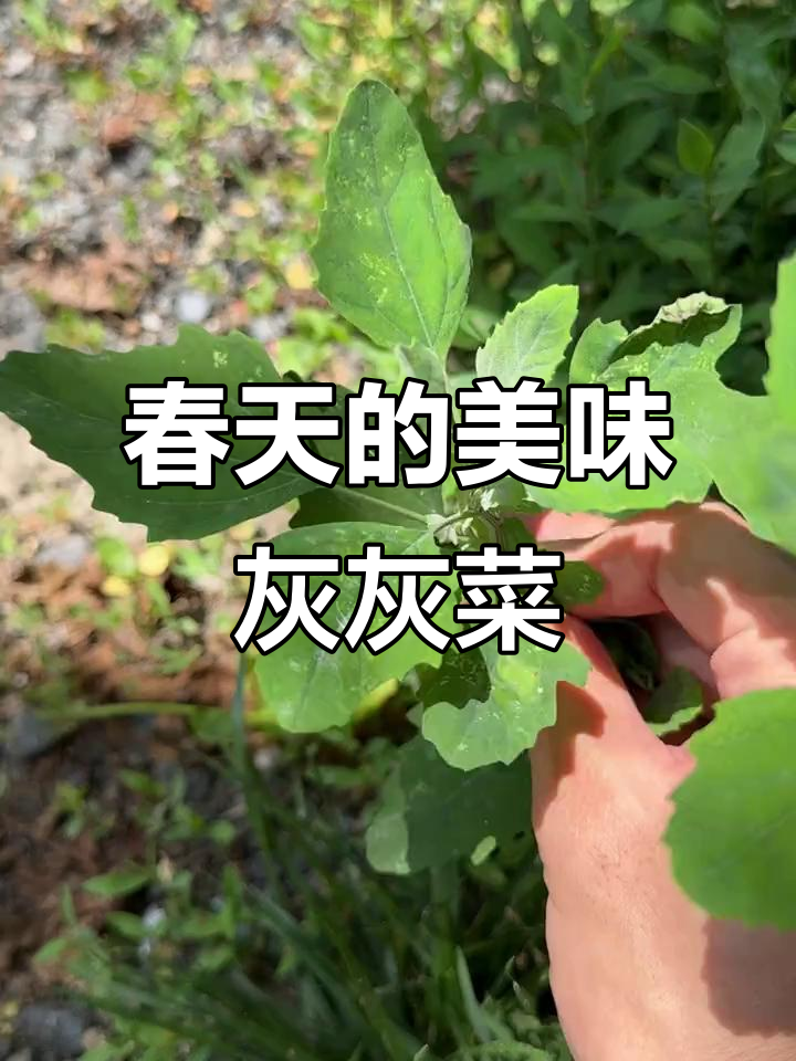 春天田里的美味野菜，灰灰菜你尝过吗？