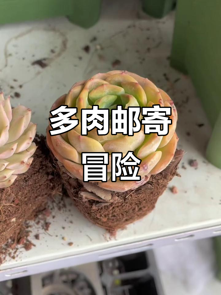 6月多肉邮寄,带土发货三天到达,能否安全抵达?