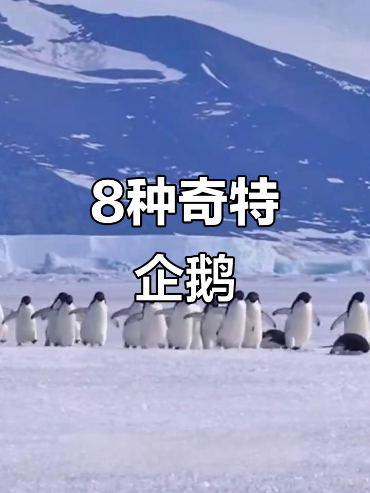 8种神奇企鹅大揭秘,最后一种你绝对没见过!