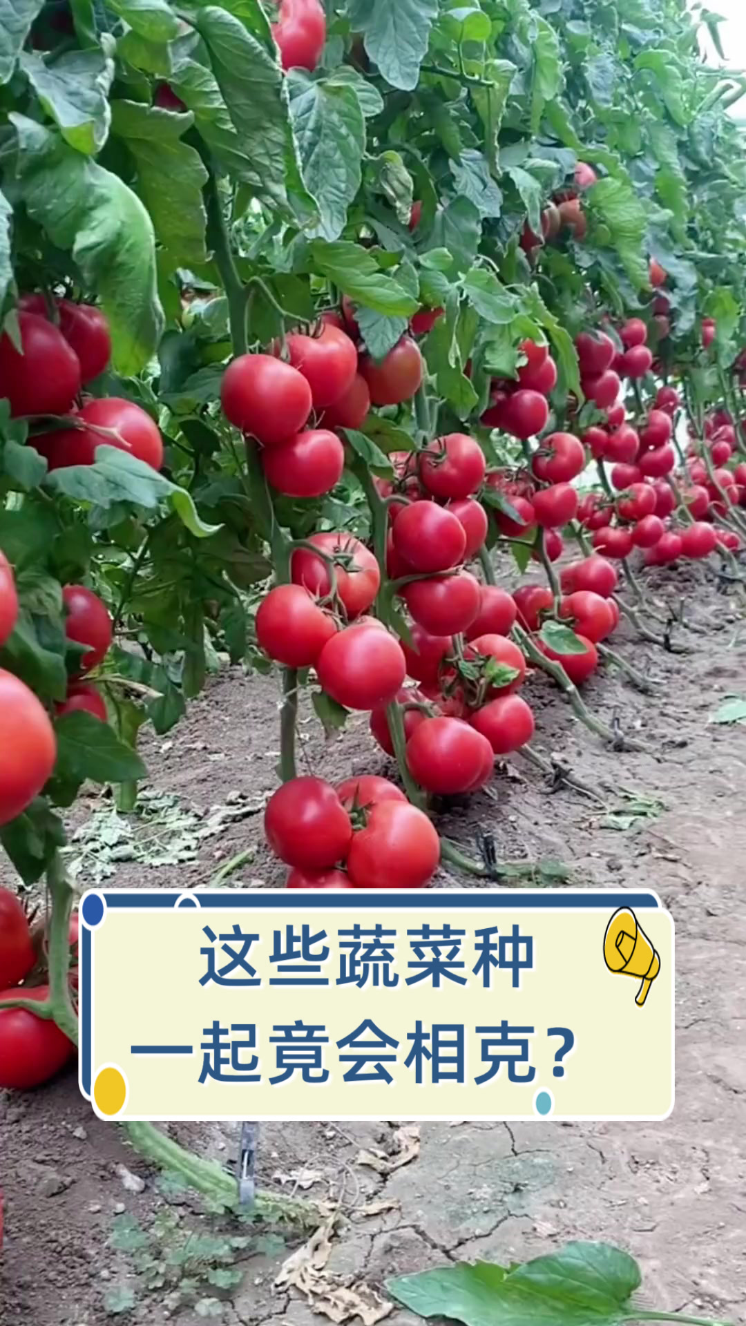 这些蔬菜种一起竟会相克?