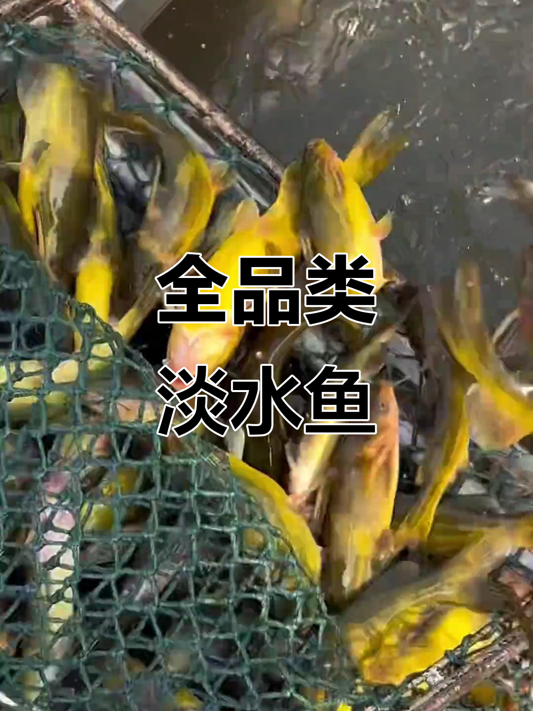 淡水鱼种类繁多,应有尽有,欢迎选购!