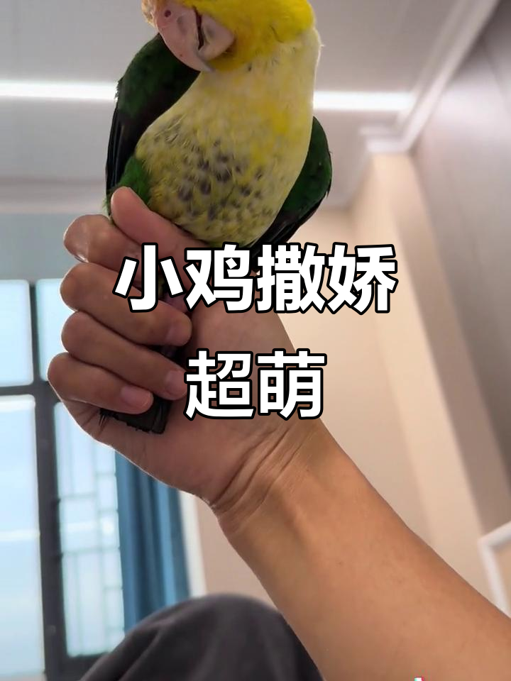 呆萌小鸡在线撒娇，太可爱了！