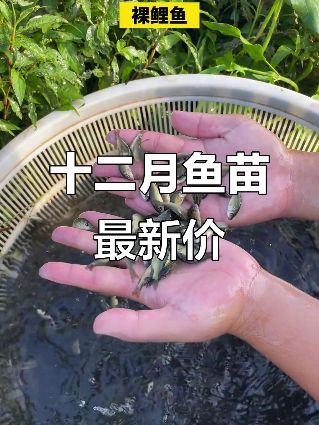 12月鱼苗价格大揭秘,特种鱼苗一角钱一条
