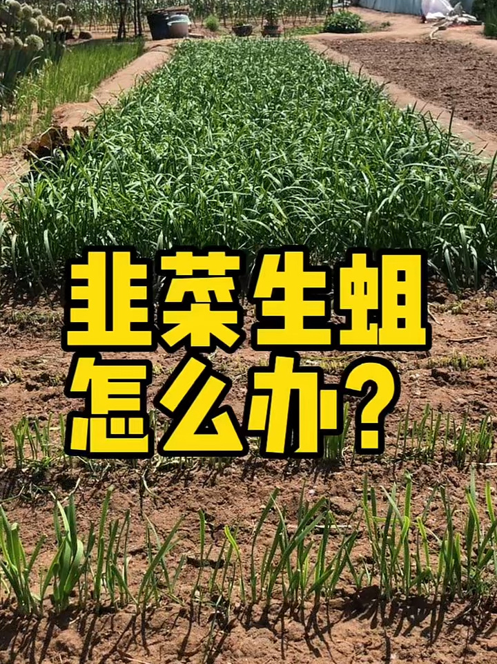 韭菜生蛆怎么办?