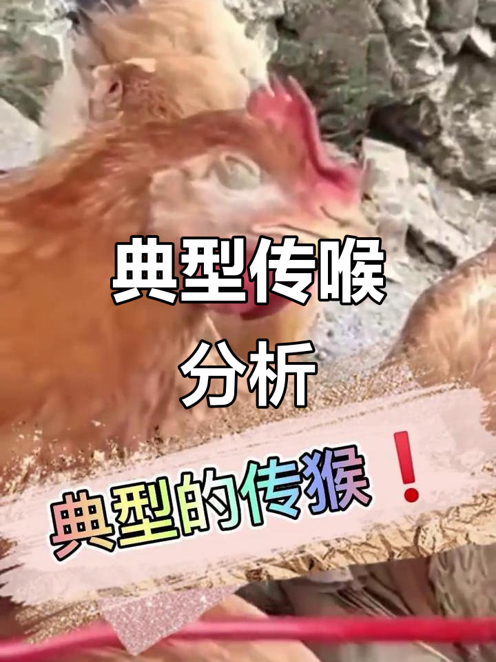传喉症状解析,养鸡必看技巧