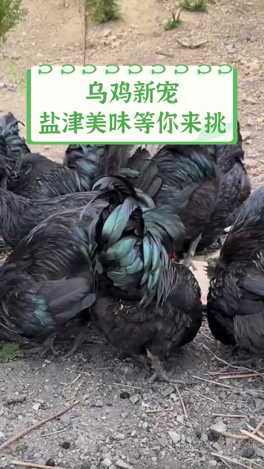 乌鸡新宠,盐津美味等你来挑