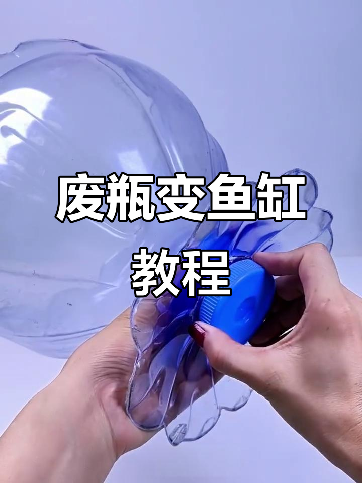 利用废瓶子打造简易生态鱼缸,小鱼们能住得开心吗?